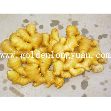 Hot Sales Good Quality Ginger fresco